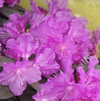 P.J.M. Elite Rhododendron 15"