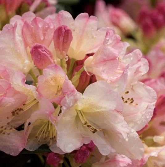 Percy Wiseman Rhododendron 24"