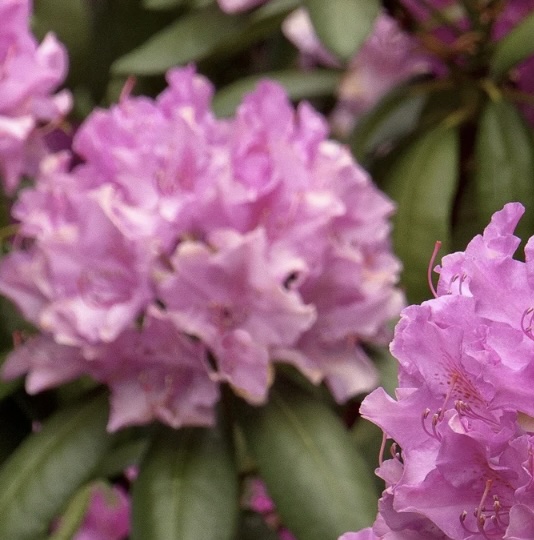 Roseum Elegans Rhododendron 24"