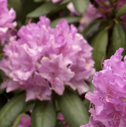 Roseum Elegans Rhododendron 24"