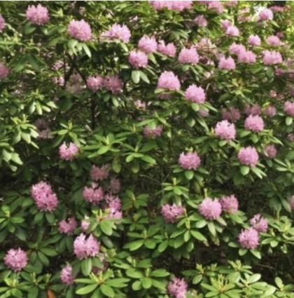 Roseum Pink Rhododendron 24"