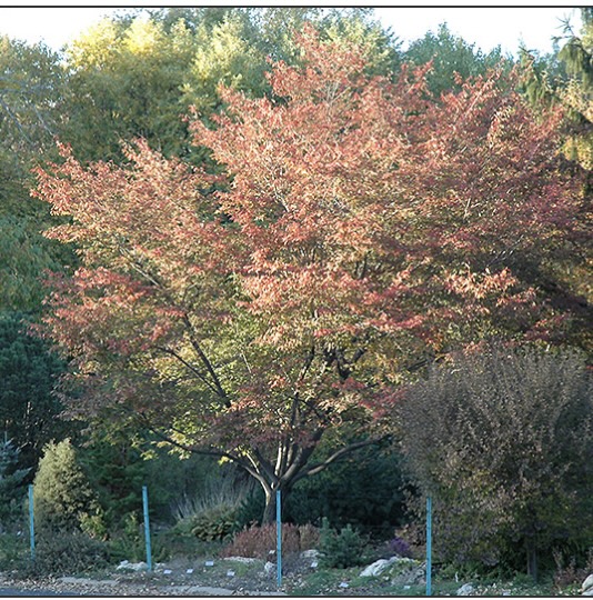 SERVICEBERRY, ROBIN HILL 10 GAL