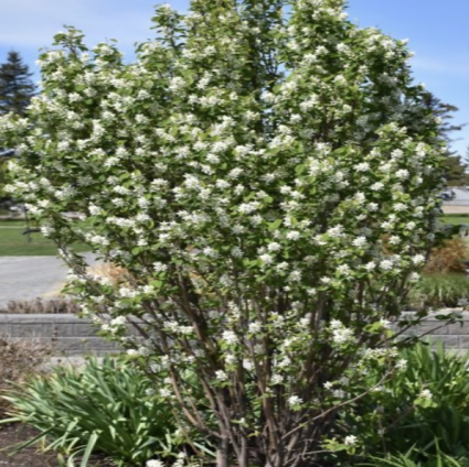 Stand Ovation Serviceberry 5G