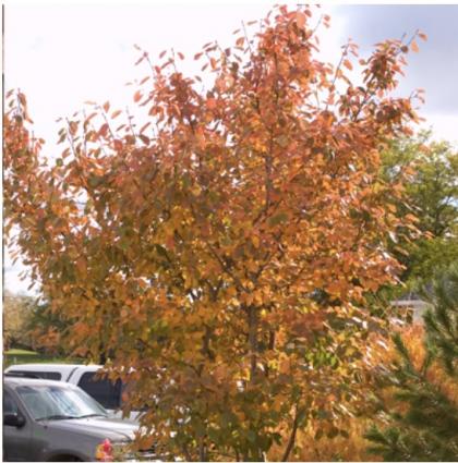 Autumn Brilliance Serviceberry 10G