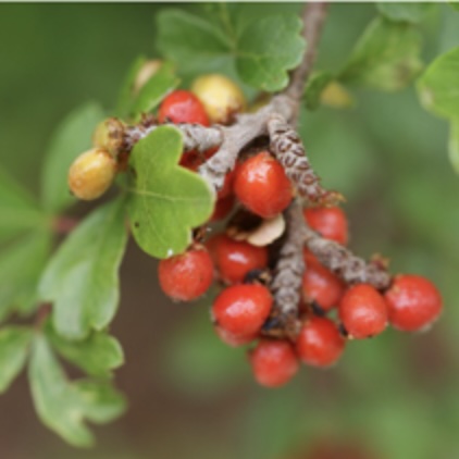 Fragrant Sumac 3-5G