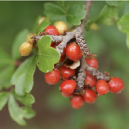 Fragrant Sumac 3-5G