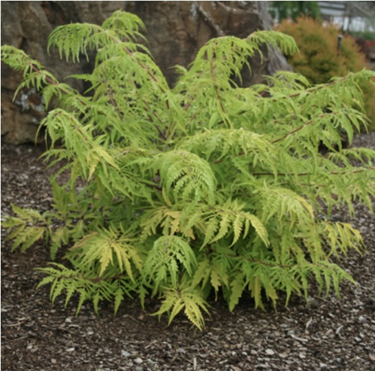 Tiger Eyes Sumac 3-5G