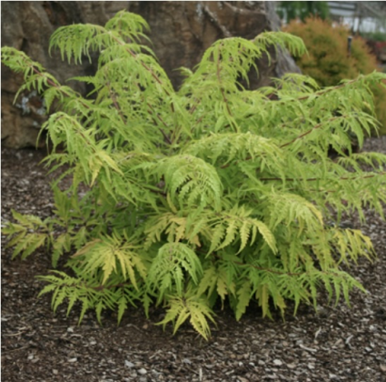 Tiger Eyes Sumac 3-5G