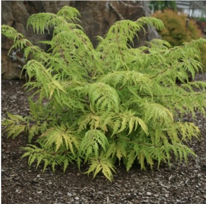Tiger Eyes Sumac 7G