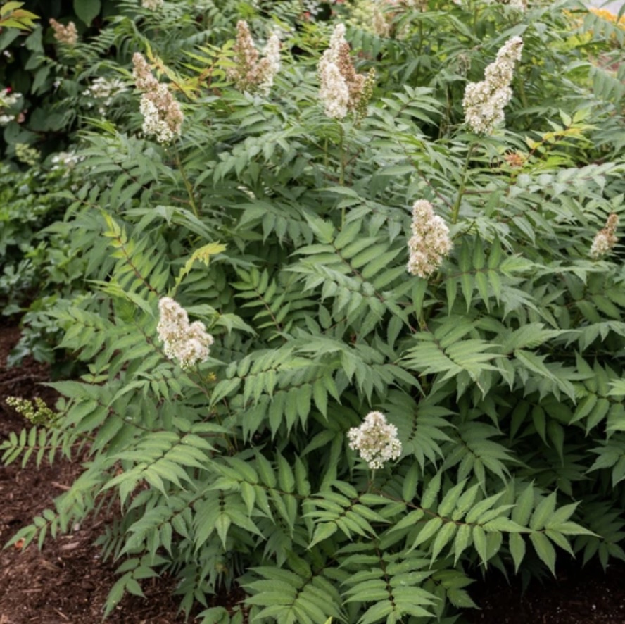 Cherry On Top Sorbaria 3-5G