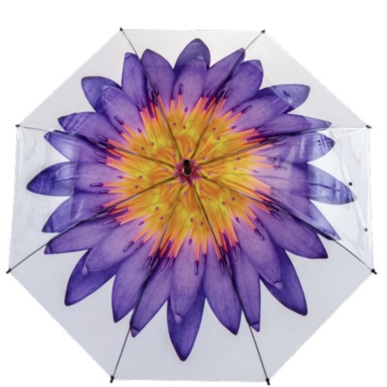 Everyday Umbrellas