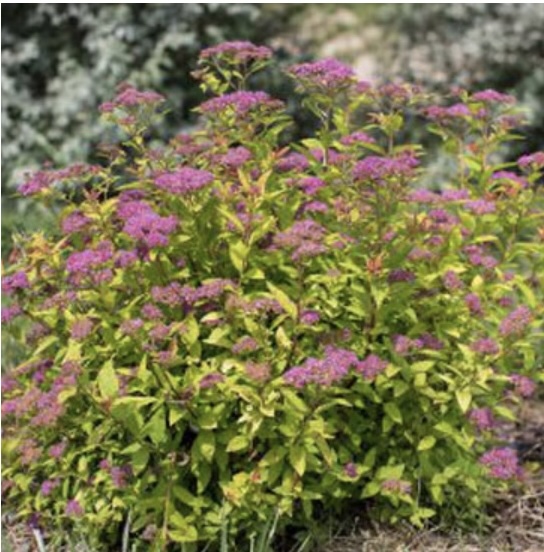 Little Spark Spirea 3-5G