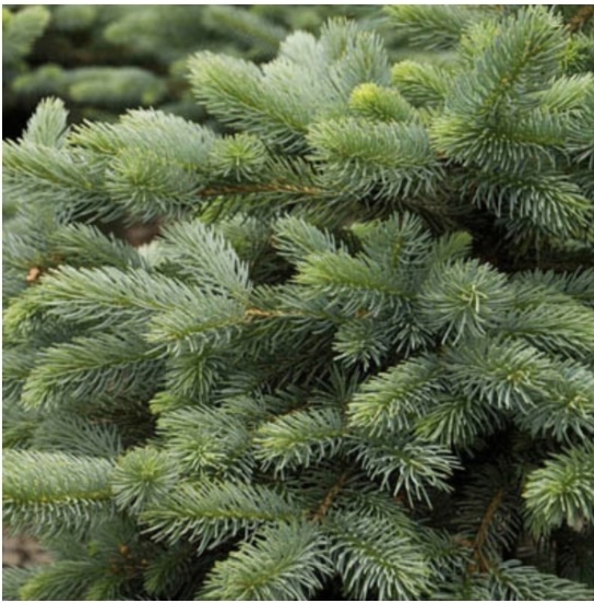 Baby Blue Eyes Spruce 8'
