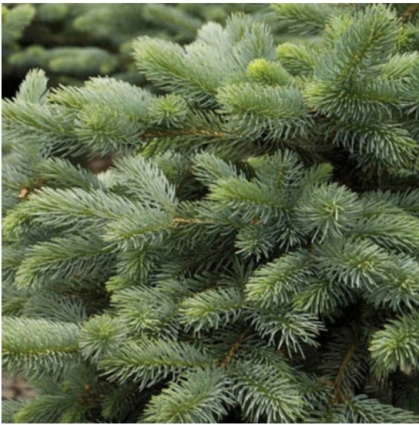 Baby Blue Eyes Spruce 8'
