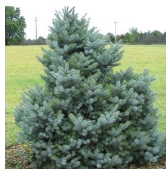 Bacheri Spruce 4'