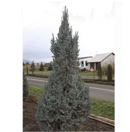 Blue Totem Columnar Spruce 7'