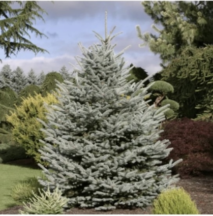 Fat Albert Spruce 15G