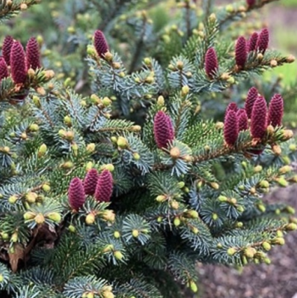 Howell�s Dwarf Tiger Spruce 36"