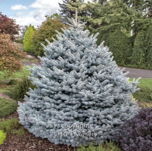 Montgomery Spruce 6-7G
