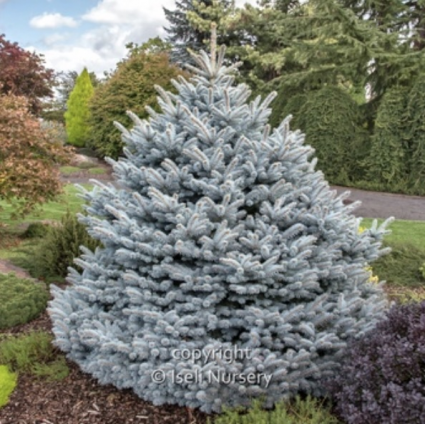 Montgomery Spruce 6-7G