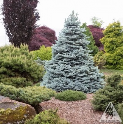 SPRUCE, MONTY 6-7 GAL