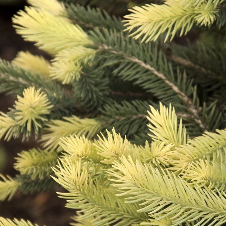 Sparkler Spruce 10G