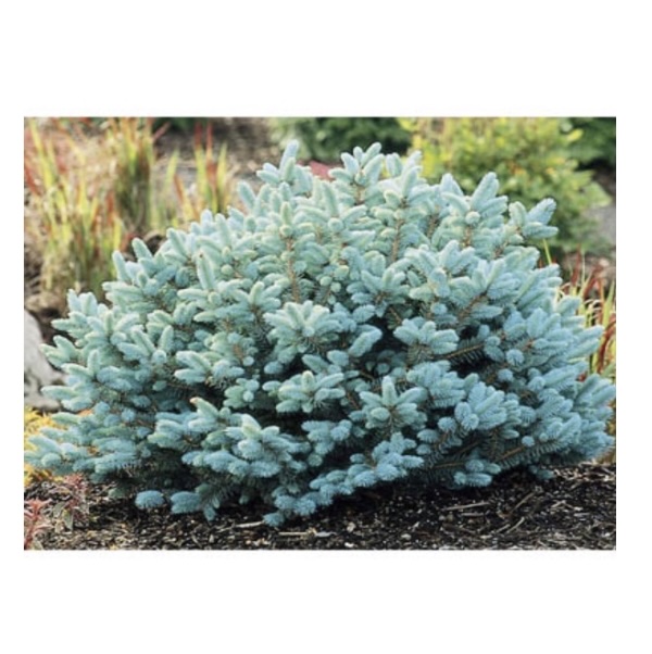 Blue Globe Dwarf Spruce 24-30"