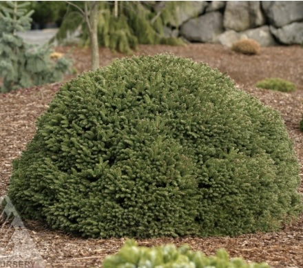 Fat Cat Spruce 3-5G