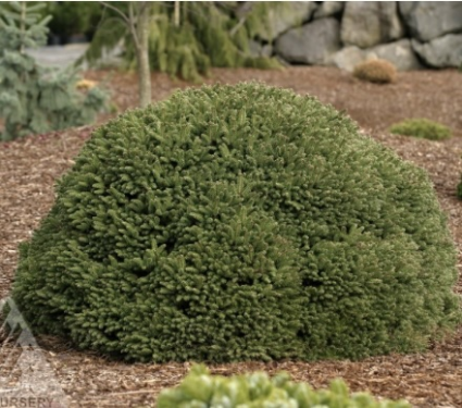 Fat Cat Spruce 3-5G