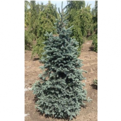 Purple Cone Spruce 6G