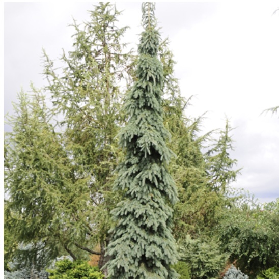 White Weeping Morton Tower Spruce 5G