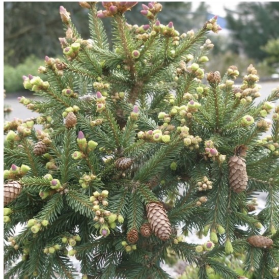 Pusch Spruce 1G