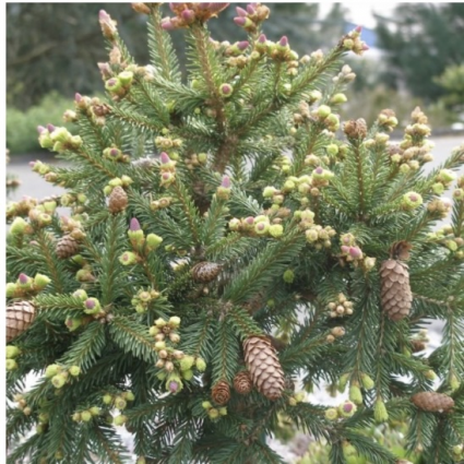 Pusch Spruce 1G