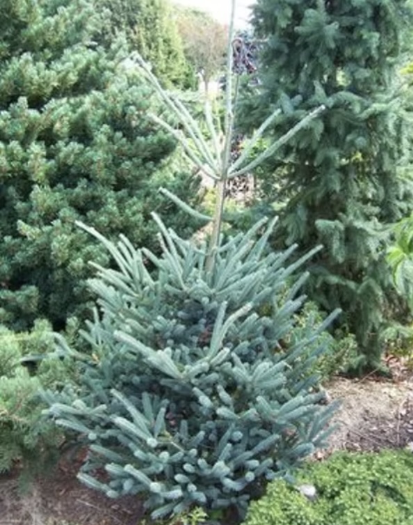 Oriental Deer Run Spruce 5'