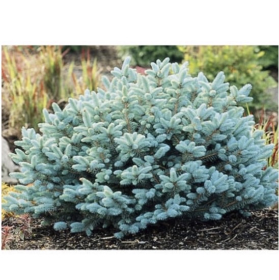 Dwarf Blue Globe Spruce 10G