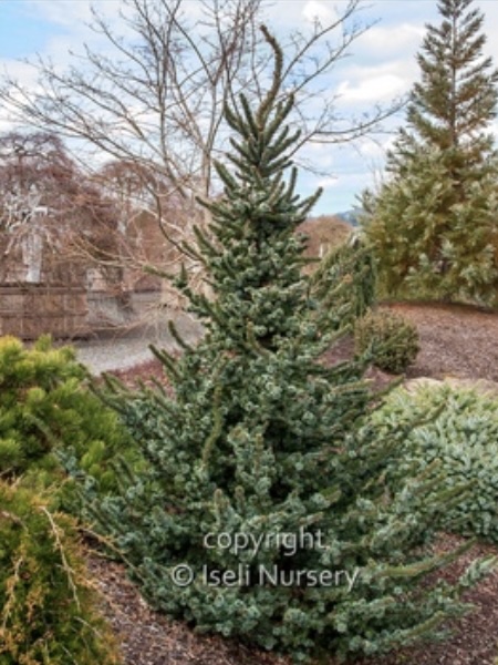 De Ruyter Serbian Spruce 6-7G