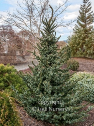 De Ruyter Serbian Spruce 6-7G