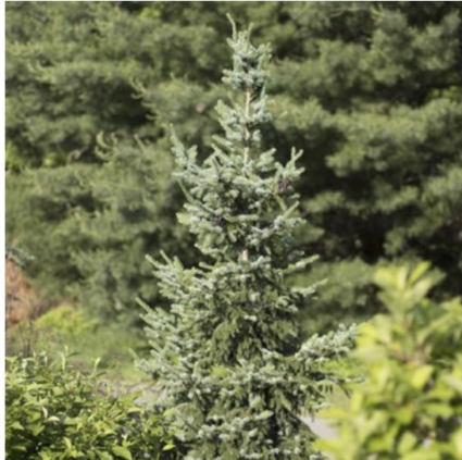 Serbian Bruns Spruce 6'