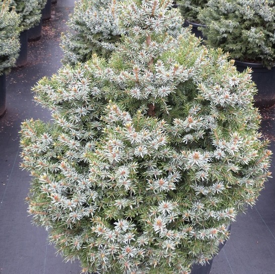 Serbian Dwarf Spruce 24" Cone