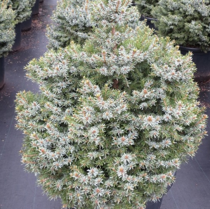Serbian Dwarf Spruce 24-30"