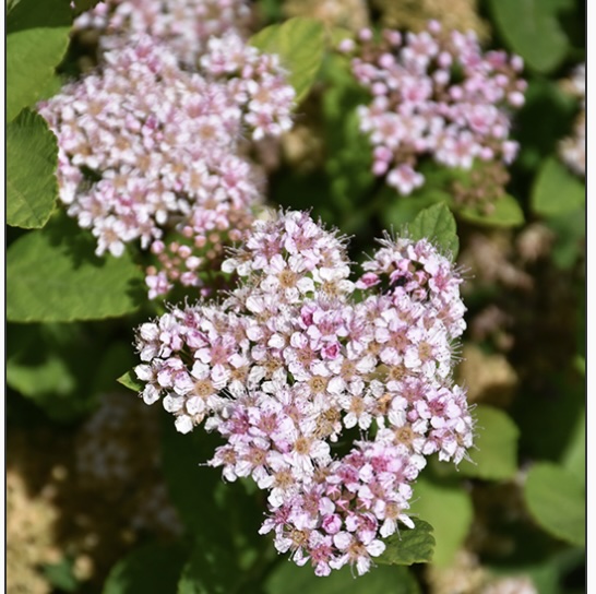 Pink Sparkler Spirea 3-5G