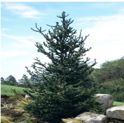 Hillside Upright Spruce 6-7G