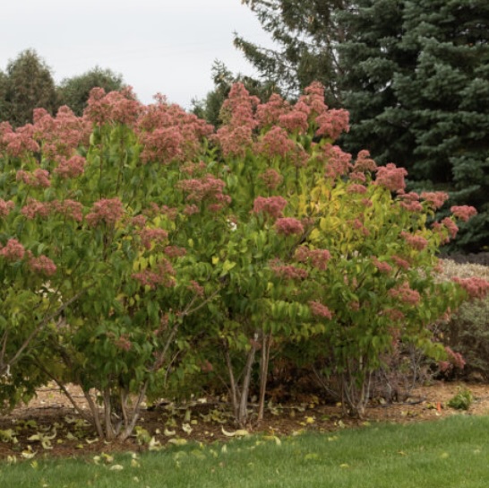 Tianshan Seven Son Tree 7G