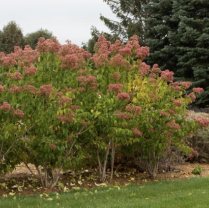 Tianshan Seven Son Tree 7G