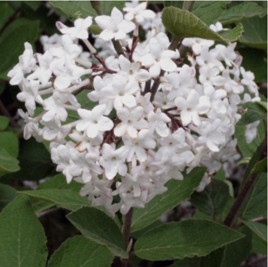 Korean Spice Viburnum 7G