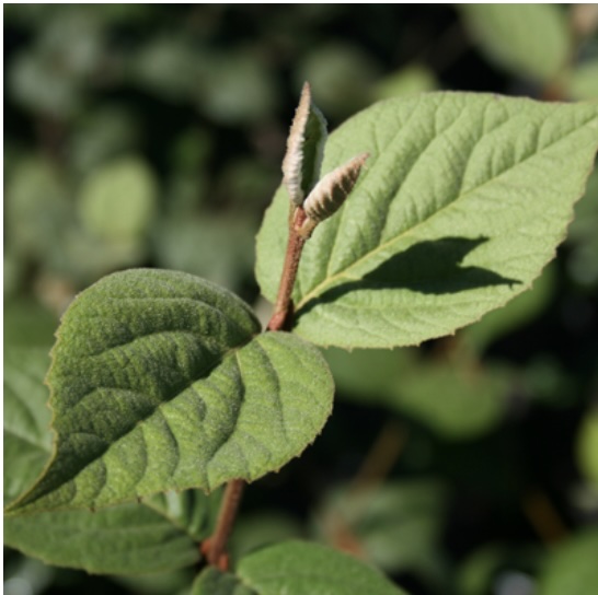 Juddi Fragrant Viburnum 7G