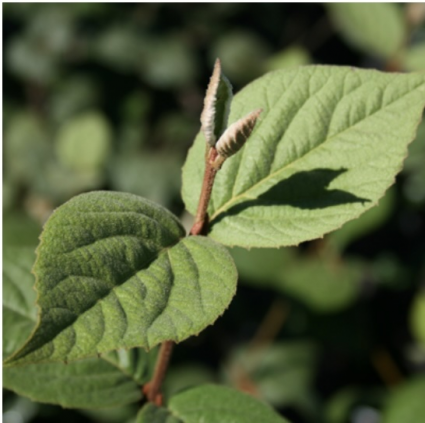 Juddi Fragrant Viburnum 7G
