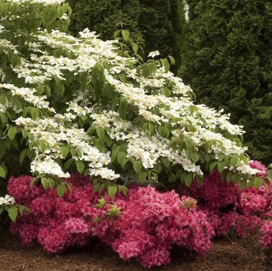 Doublefile Mariesii Viburnum 3-5G