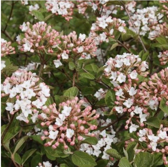 Spice Island Viburnum 3-5G