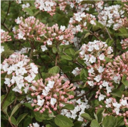 Spice Island Viburnum 3-5G